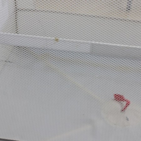 届いたココネルIMG_3747